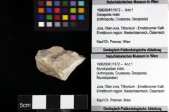 Foto (Objket + Etiketten) von Mundopsidae indet. 